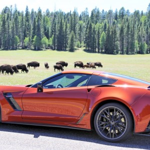 Z06 and Bison.jpg