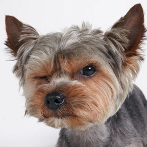 how-to-stop-yorkie-from-barking.jpg