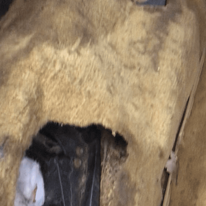 iOS Image - 243905620.png