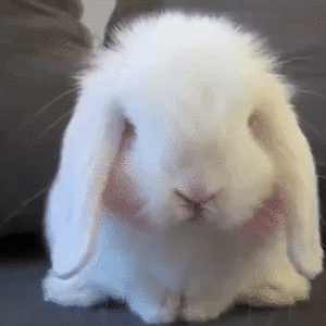 10-adorable-rabbit-gifs.gif