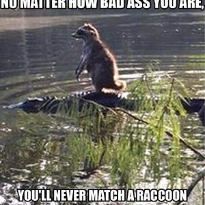 Raccoon alligator.jpg