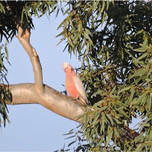 cockatiel.JPG