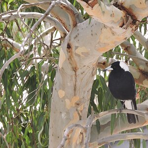 Aussie Magpie.jpg