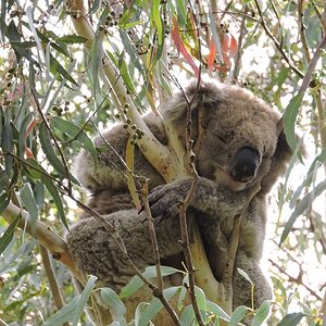 koala.jpg