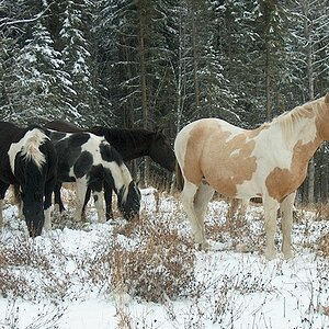 feral alberta horses.jpg