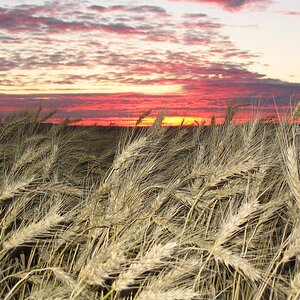 sunrise morning barley.jpg