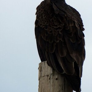 farmyard vulture.jpg