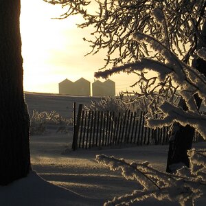 winter trees.jpg