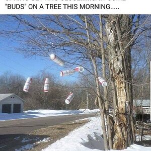 buds on tree.jpg