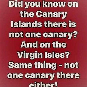 canary island.jpg