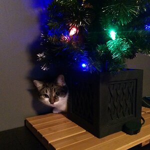 Christmas cat (5).jpg