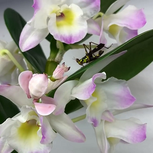 Orchid catches an insect 1.mp4