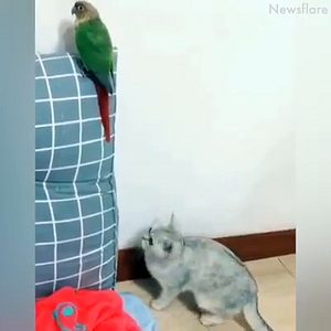 Birds and others (1).mp4