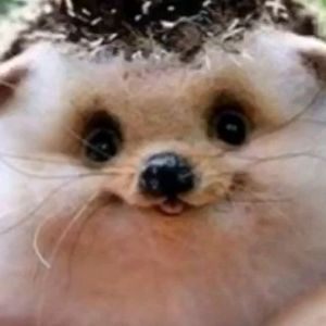 VID-20210226-WA0003 (1).mp4