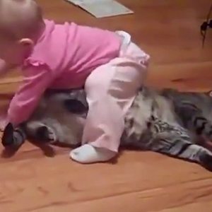 It;s so hard being a Cat.mp4