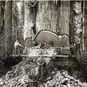 11 Loggers and the giant Mark Twain redwood cut down in California, 1892.jpg