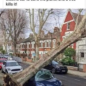 tree kills car.jpg