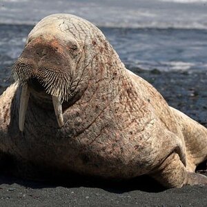 middle-cove-walrus.jpg