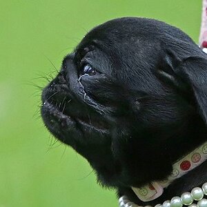 pet pug no nose.jpg