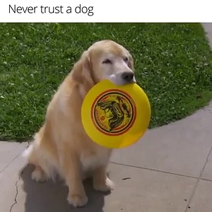 Never Trust a Dog Raised in  Detroit.mp4