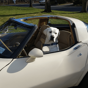 dogvette.png