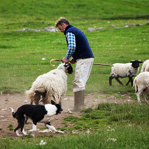 scotland-kincraig-sheepdog-herding-071218-az.jpg