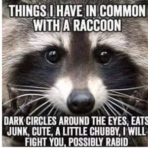 Things in common wth Raccoons.jpeg