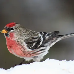Common_Redpoll_male_Judy_Eberspaecher_Ontario_n609_2011-2124025526.webp