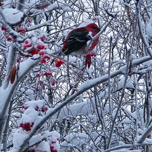 Media 'cid_bd082f0c-c3ce-4ac5-924b-63f11c816a76.webp' in category 'Off Topic'