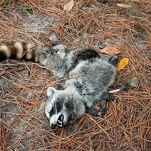 Media '1767885778455.webp' in category 'Off Topic'