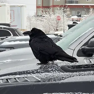 Media 'cid_12523d6a-4258-484b-bd91-7fde9f737943.webp' in category 'Off Topic'