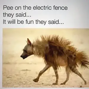 Media '8d40b636e0bd3394880f60cffd2ff6089da761e316f97980959d131058e138e9.webp' in category 'Off Topic'