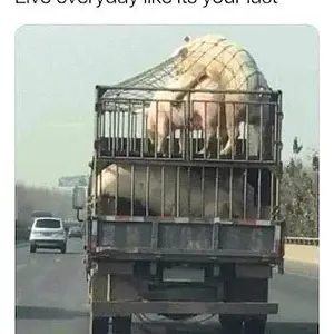 Media 'pigs.webp' in category 'Off Topic'