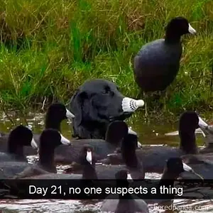 Media '1638555337098.webp' in category 'Off Topic'