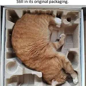 Media '1639778055357.webp' in category 'Off Topic'