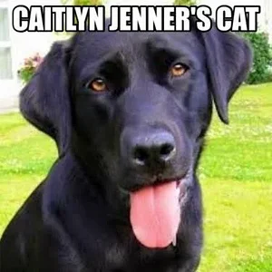 Media 'e84dae4b15c0710da9460c7b2948f4a006047bcdc0cfff3336354e3c956f28ee.webp' in category 'Off Topic'