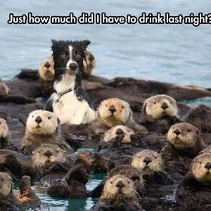 Media 'c210377dc5b279a56c311b85ade07e072446dc539c555d555108f587ed35bdda.webp' in category 'Off Topic'