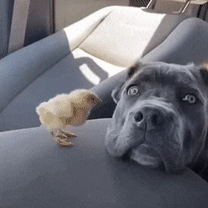 Media 'SkeletalSpecificDuiker-size_restricted-1.gif' in category 'Off Topic'