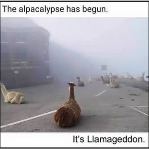 Media 'p6ri9yuy00e5.webp' in category 'Off Topic'