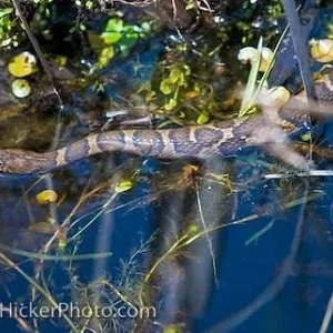 Media 'eastern-fox-snake_5992-5889-3917138421.webp' in category 'Corvette C8'