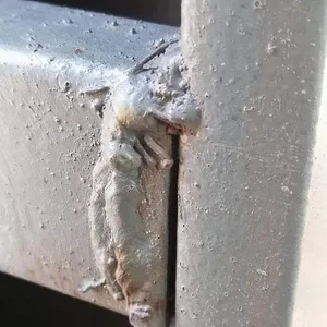 Media '5b7367c9f309df6ca2fe75c8bd0b3e3a612fa311a5a900ea685539a9927b8d2e.webp' in category 'Off Topic'