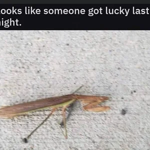 Media 'c0c12dab0a2a7ed7bb4b364d7490d85e97e27772fb6b33309250f8c1194b69ca.webp' in category 'Off Topic'