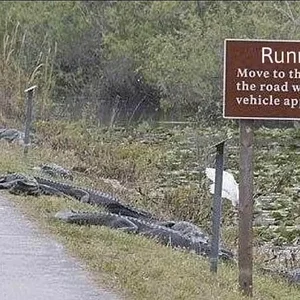 runners.webp