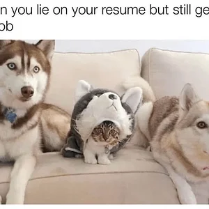 couch-lie-on-resume-but-still-get-job-o.webp
