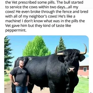 Media 'The-real-meaning-of-the-word-Bull.webp' in category 'Off Topic'