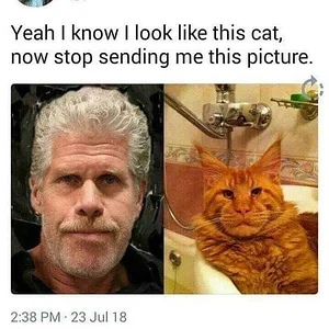 Media 'Cat-Meme-42.webp' in category 'Off Topic'