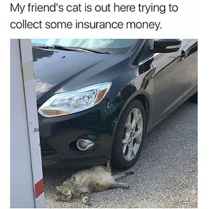 Media 'Cat-Meme-75.webp' in category 'Off Topic'