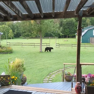 Media 'Bear in the backyard 20260815.mp4' in category 'Off Topic'