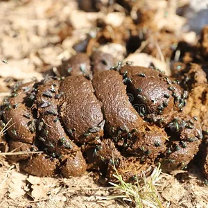 natural-fertilizer-pile-horse-manure-rural-pasture-fresh-smelly-horse-manure-droppings-many-f...webp