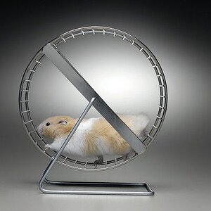 hamster-whell.jpg